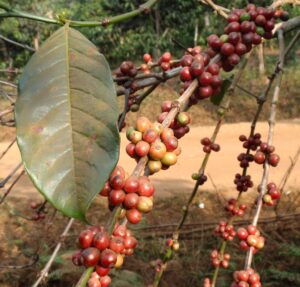 Almost ripe coffee cherries growing on a coffea plant