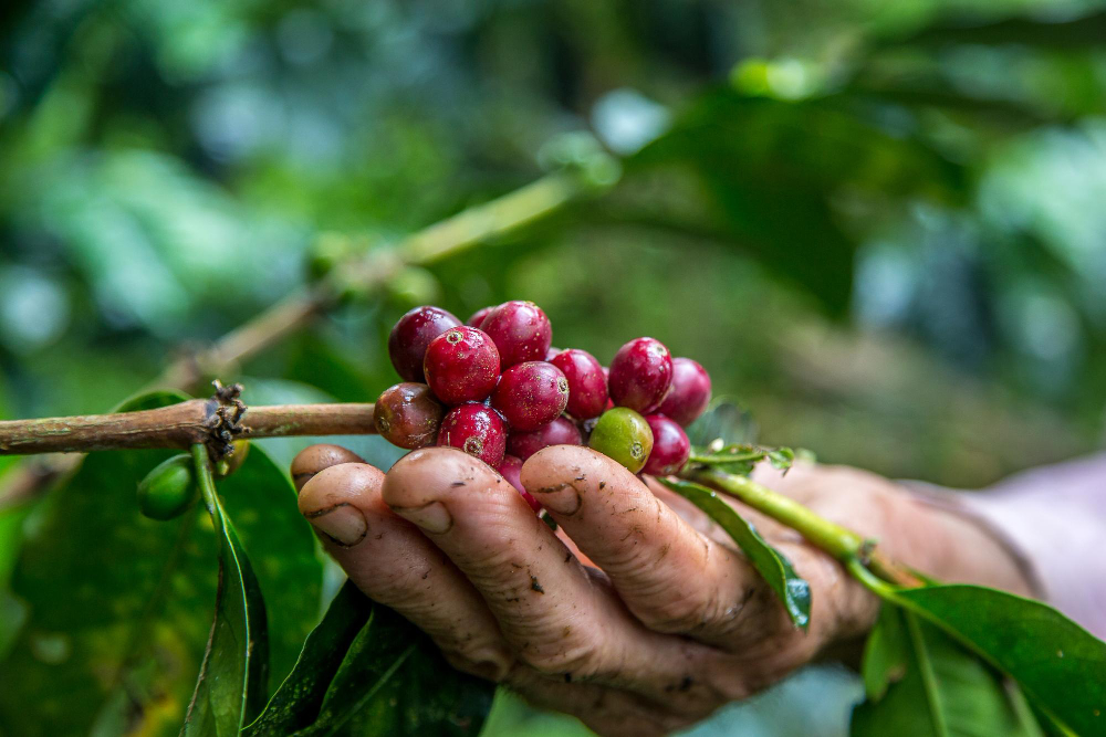 a male hand picking coffee beans