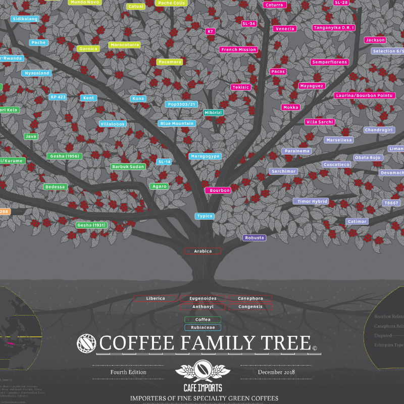 a sample of the Family Tree of Coffee created by Cafe Imports