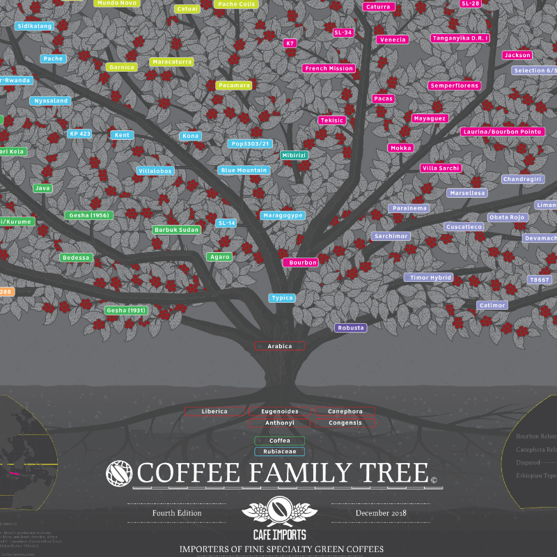 Exploring Coffee Varietals and Cultivars A Brief Guide